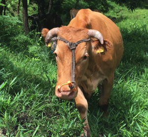 熊本赤牛在日本南部翠綠牧場放牧，自然飼養的稀有赤身和牛 